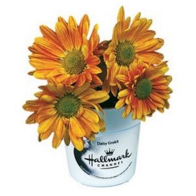 The Colorful Flowers Collection Seed Kit